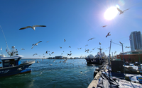 속초항, 파란 하늘 배경으로 군무 펼치는 갈매기