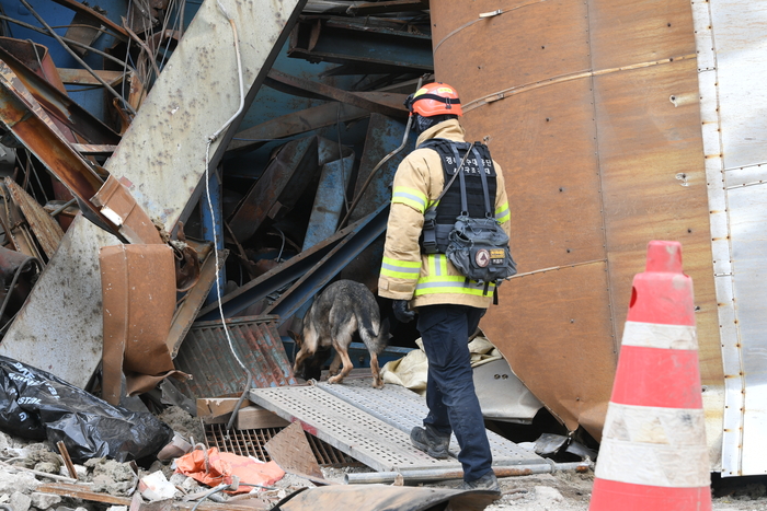 12일 오전, 울산화력발전소 붕괴 사고 현장에서 119구조견과 핸들러가 위치가 확인되지 않은 매몰자를 찾기 위해 수색활동을 하고 있다. 사진|소방청