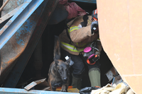 [소방청]울산화력발전소 붕괴 사고 현장, 11.12.(수) 오전 119구조견 수색활동