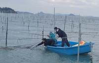 전남해양수산과학원, 참김·뱀장어 등 종자 생산 결실