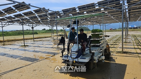 영암군, ‘영농형 태양광 실증재배’ 첫 결과 발표…전기 매출 연 897만원 선