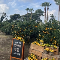 호텔서 감귤 따고, 맛보고!…소노캄 제주, ‘감귤 체험 농장’ 패키지 출시
