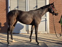 닉스고원, 세계 최강마 혈통 입증…국내 닉스고 자마 첫 우승
