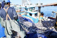 양미리 작업에 한창인 속초항