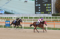 꿈을 향한 최종장 한국마사회 ‘브리더스컵 루키&퀸’ 대상 경주, 23일 열린다