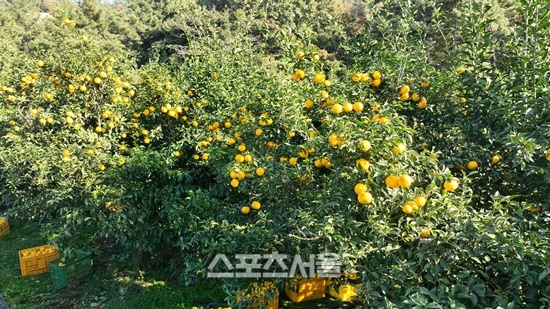 겨울에는 완도 유자 먹고 면역 UP! 올해 2천 톤 수확