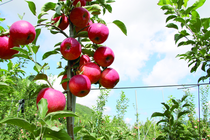 인제산 명품 햇사과, 25일 공영홈쇼핑서 50분간 생방송 판매