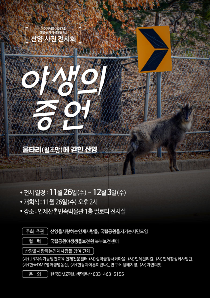 인제군, 천연기념물 멸종위기 야생동물 산양 사진전