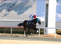 암말 에이스 등장! 에이스하이, 브리더스컵 퀸 대상경주 우승