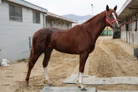 새로운 단거리 경마대회 제1회 KRA 스프린트 개최