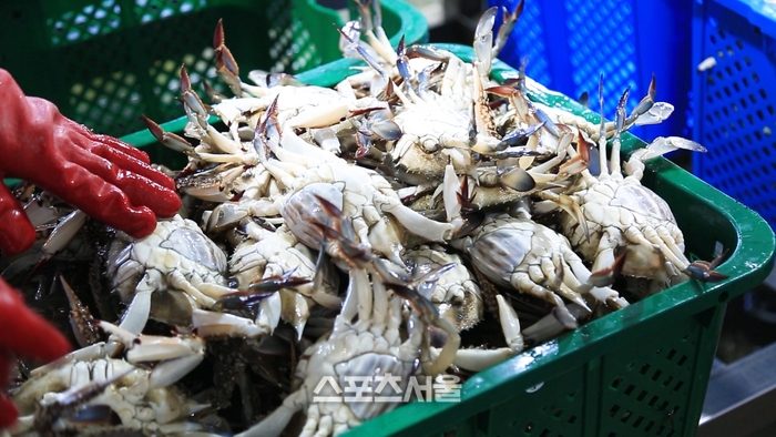 진도군, 수산자원조성사업 ‘꽃게 산란’ 서식장 선정