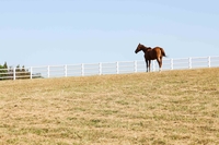 한국마사회, 은퇴경주마 복지 강화…명예경주마 4두 추가 선정
