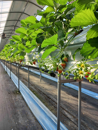 원주 치악산딸기, 달콤한 겨울 출하 시작