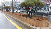 원주시, 도로변 띠녹지 방풍벽 설치...수목 동해 예방