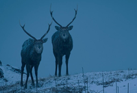 日 가루이자와 프린스호텔, 숲속 야생동물 만나는 ‘나이트 사파리 투어’ 연다