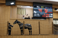 올해 마지막 경주마 경매…총 낙찰금액 19억 원 돌파