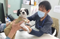 성남시, 시립동물병원 진료 ‘시민에 입양된 유실·유기동물’로 확대