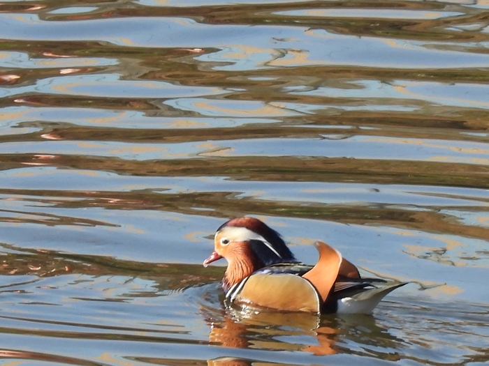 안양시, 겨울 안양천 수많은 철새로 ‘장관’