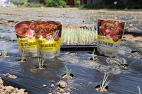 오뚜기, ‘2025 농업-기업 간 상생협력 우수사례’ 최종 우수작 선정