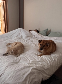 “Z Z Z”...이상순, 아내 이효리와 반려견들의 ‘꿀잠’ 일상 공개