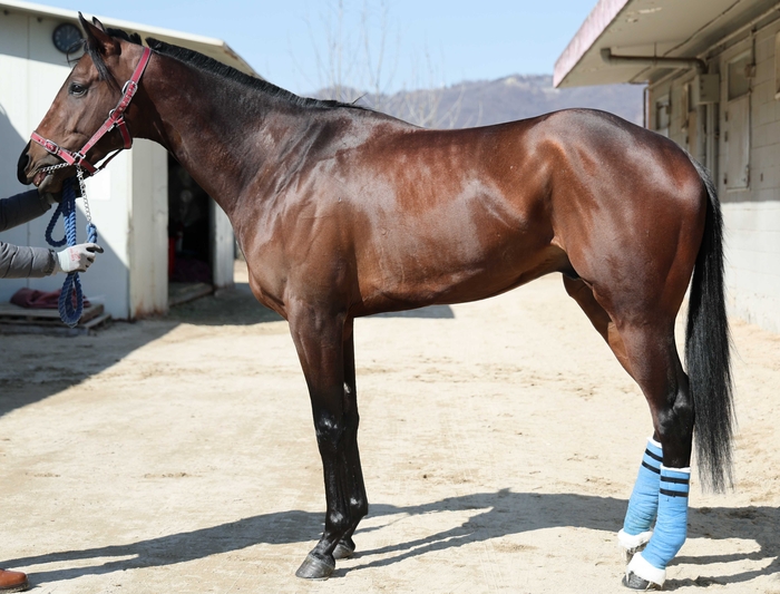 붉은 말 기운 품은 시즌 첫 1등급 승부…원펀치드래곤vs매직포션 초반 주도권 다툼 누가