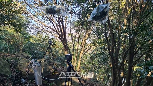 전남 난대숲, 겨울에도 피톤치드 다량으로 뿜어낸다