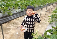 딸기부터 감귤까지...켄싱턴리조트, 겨울방학 ‘농장 체험’ 패키지 출시