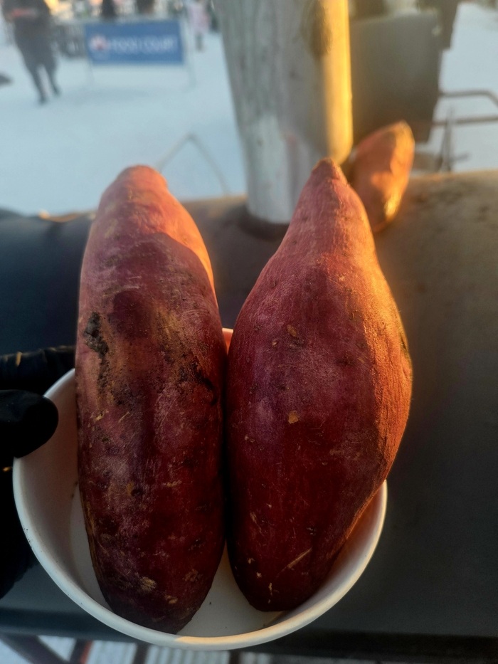 겉은 바삭하고 속은 부드럽게 녹아내리는 마시멜로의 달콤함, 따끈한 군고구마의 구수한 향기, 그 속에 피어나는 도란도란한 이야기는 영하의 추위조차 잊게 만드는 가장 확실한 난로가 된다. 사진 | 소노호텔앤리조트