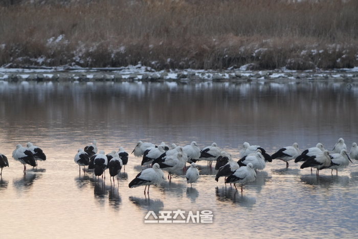 고창군, 천연기념물 황새 무리  80여 마리 월동 확인...고창 해리천 황새들의 핵심 월동지 입증