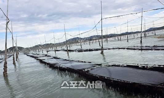 전남해양수산과학원, ‘햇바디2호’ 신품종 등록 출원