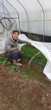 전남도, 1월 친환경농산물에 함평 냉이 선정