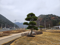 한국전문임업인협회 평창군협의회 이용제 회장, 평창치유정원에 조형 소나무 기증