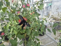 “함평은 이미 봄!” 입춘(立春) 맞아 긴꼬리제비나비의 힘찬 날갯짓 시작