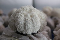 전남도, 2월 친환경농수산물에 ‘유기농 노루궁뎅이버섯’