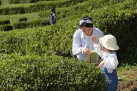 보성군, 5월 1일 ‘제49회 보성다향대축제’ 팡파르