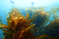 삼척시, 장호2리 연안 유용해조류 자원회복 사업 추진