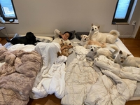 위생 논란보다 앞선 반려견 사랑…이효리, “훗날 그리워할 가장 행복한 순간”