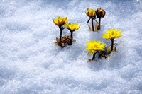 봄이 오는 인제군 북면 용대리 산자락에 핀 노란 복수초