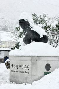 속초시, 폭설 내린 반달곰상과 설악산 진입로 설경