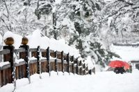 속초시, 폭설 내린 설악산 소공원의 설경