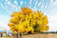 원주시, 반계리 은행나무 축제위원회 새롭게 구성