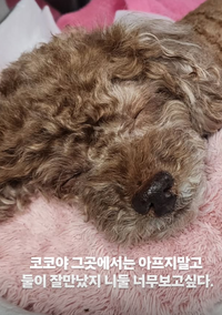 꽃분이 떠나보낸 구성환, 이주승 母 반려견 코코 비보에 “둘이 잘 만났지?”