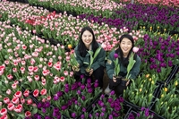 “미리 만나는 봄” 에버랜드, 20일 튤립축제 개막...120만 송이 장관