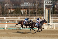 ‘스테이어(Stayer) 시리즈 첫 관문’ 헤럴드경제배 15일 개최…장거리 스타마 총출동 “별들의 전쟁”