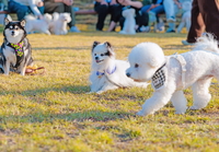 임실군, 고향사랑 지정기부 제1호 사업 ‘고향사랑 동물사랑 유기동물 입양 지원 조기 달성