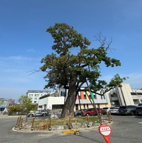 춘천도시공사, 춘천여교 교목·상징 ‘110년된 목백합나무’ 보호수로 지정
