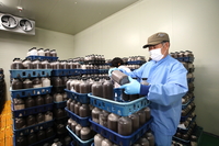 무주군, ‘천마 종균’ 공급...시중 가격보다 60% 이상 저렴