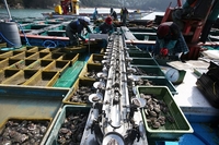 해남군, 수산업 ‘가공-유통’으로 체질 전환...106억 투입