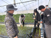 진안군, 잎들깨 수경재배  현장 중심 기술 지도 강화...수경재배 농가의 안정적인 생산 기반 구축