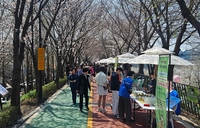벚꽃은 기다리지 않는다